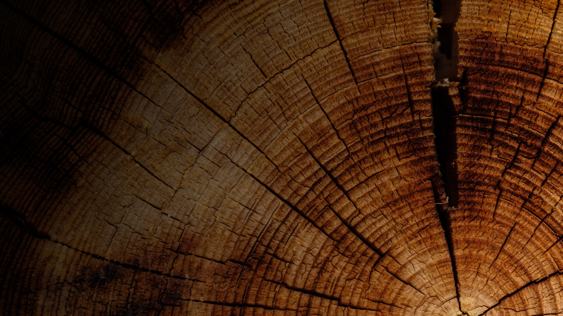 Дендрохронология